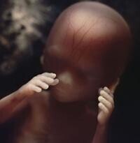 十六周大的胎兒