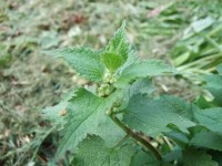 食用野菜