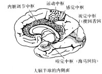 圖2 大腦半球的內側面