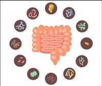菌群在腸道的位置分佈