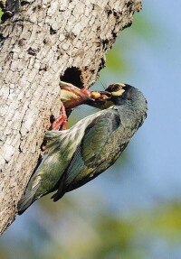 赤胸擬啄木鳥棉蘭老島亞種