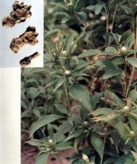 白朮原植物及根莖(圖3)
