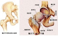 杵臼關節