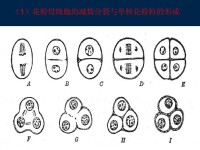 花粉母細胞