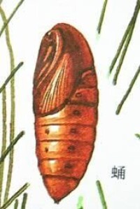 馬尾松毛蟲的蛹