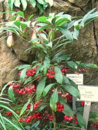 Ardisia crenata 果實