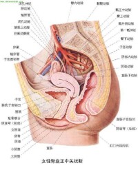 外陰白斑癥狀