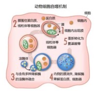 圖為自噬機制