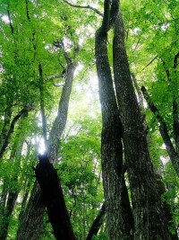 水青岡原生林