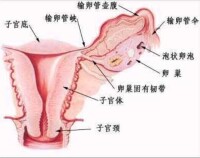 輸卵管壺腹