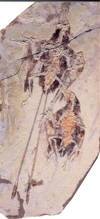 圖片3·聖賢孔子鳥化石