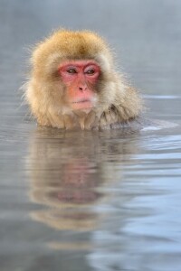 日本獼猴