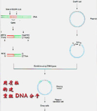 DNA連接