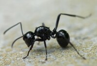 多刺蟻屬（Polyrhachis）