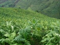 大麥地鎮烤煙種植