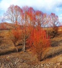 紅柳