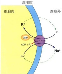 鈉泵主動轉運示意圖