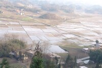 朝陽村的高產稻田