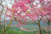 漳平市永福櫻花園