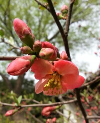 皺皮木瓜，又名：貼梗海棠