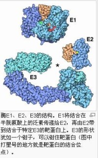 泛素連接酶