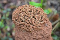非洲大螞蟻窩