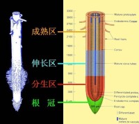 根尖的分區