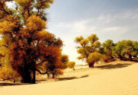 沙漠氣候