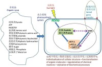 生命在原始湯中光養起源假說示意圖