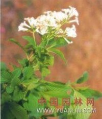 象耳-植物