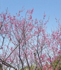 澱山湖梅園盛開的梅花