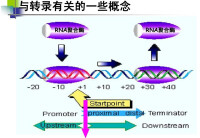 聚合酶分子反應示意圖