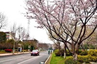 雨花街道