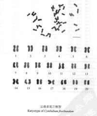 多花蘭核型