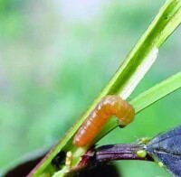 梨小食心蟲幼蟲-蛀入孔