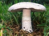 蘑菇 Agaricus campestris(傘菌目)