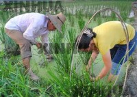 荸薺種植