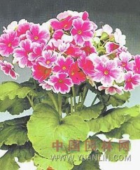 報春花屬