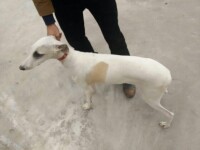 惠比特犬