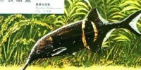 長頜魚