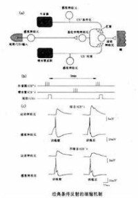 經典條件反射