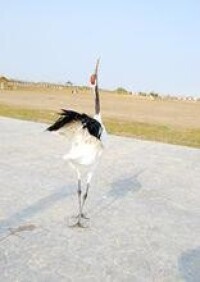 江蘇鹽城灘塗珍禽自然保護區