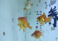 得金魚水霉病的金魚