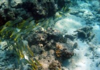（圖）珊瑚礁