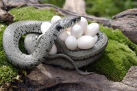 水游蛇與卵
