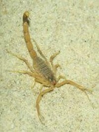 Deathstalker Scorpion