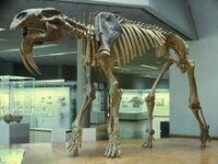 恐象骨骼化石