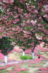 中國櫻花