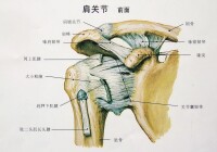 關節圖片