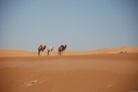 阿爾及利亞撒哈拉沙漠風光